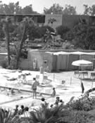Disneyland Hotel pool and landscaping vintage photo